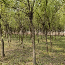 沭阳垂柳苗圃直销  青皮垂柳1-15公分价格表 柳树图片