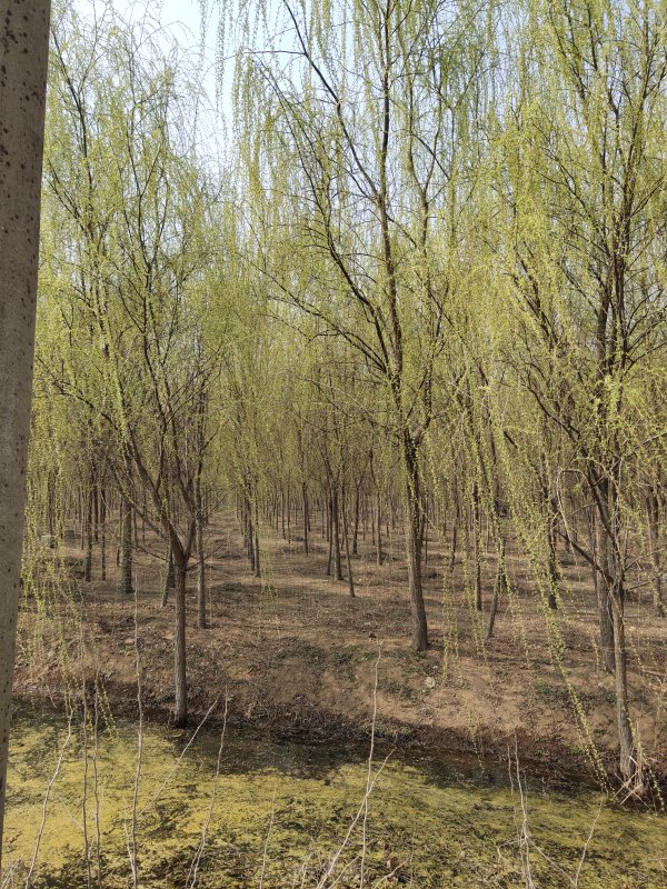 金絲垂柳苗圃直銷 黃皮柳圖片 饅頭柳價格表