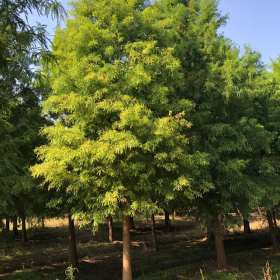 沭阳水杉产地苗圃直销  落羽杉小苗图片 池衫价格