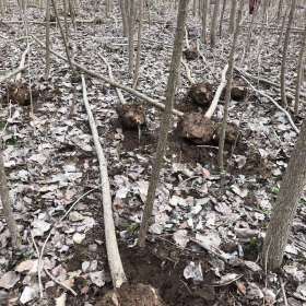 沭阳杨树基地 白杨树小苗 意杨价格 速生杨图片