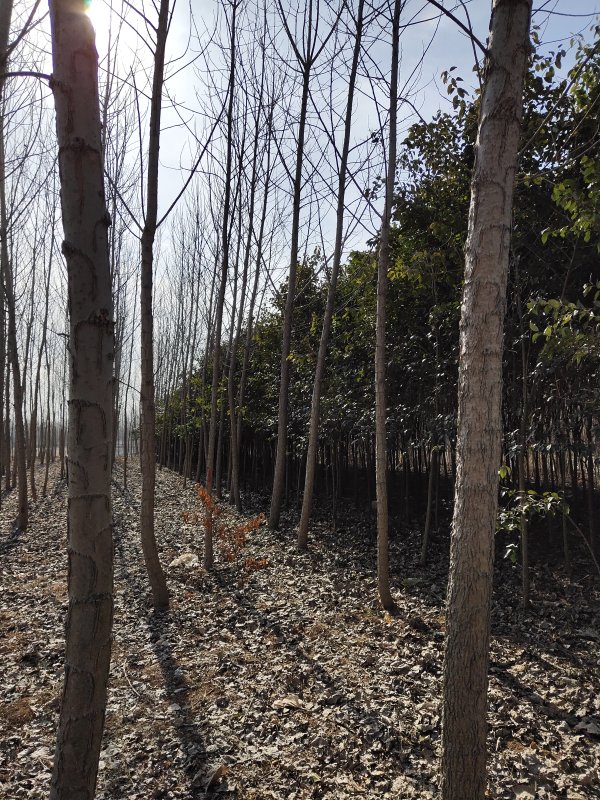 沭陽楊樹基地 白楊樹小苗 意楊價格 速生楊圖片