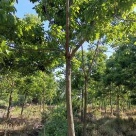 沭阳重阳木产地 重阳木图片 重阳木10-20公分价格表