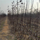 秦脆苹果树苗多少钱一棵 水蜜桃苹果苗哪里有 苹果树苗哪有