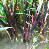 基地直銷(xiāo)紫芋 水生植物 水生紫芋  紫芋價(jià)格