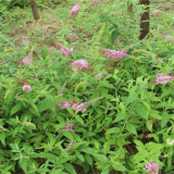 供應(yīng)醉魚草 水生植物 水生醉魚草苗 醉魚草價格