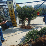 占地苹果树苗哪里有卖的 黑钻苹果树苗哪里批发 苹果树苗多少钱