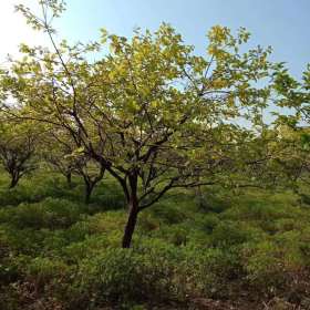 沭阳柿树基地，柿树价格表，柿子树图片