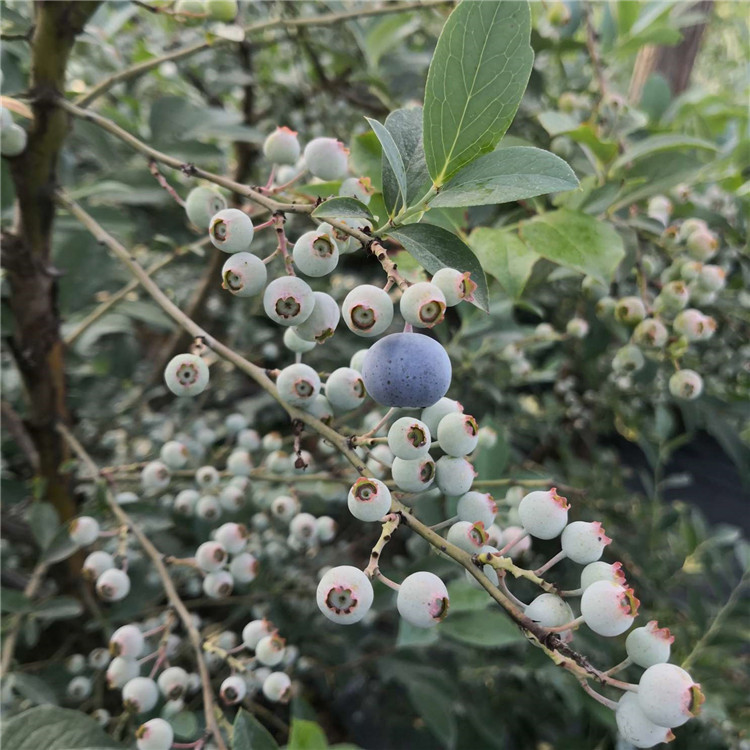 灿烂蓝莓品种介绍图片