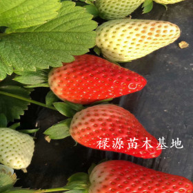 草莓苗品种特点介绍