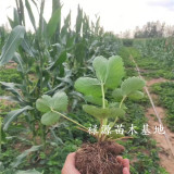 奶油草莓苗特点图片、奶油草莓苗基地批发