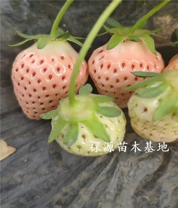 艳丽草莓苗价格