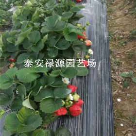 大棚艳丽草莓苗、艳丽草莓苗的销售价格