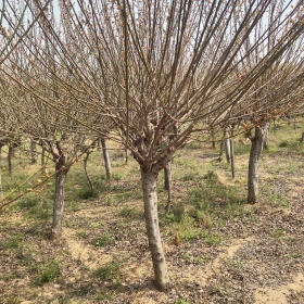 大量供应梅花基地 供应红梅图片 绿梅小苗 实生红梅价格表