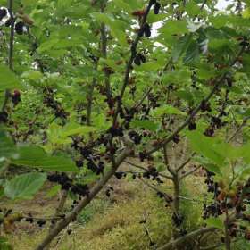 沭阳桑树基地 桑树小苗  桑树2-10价格表图片