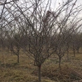 沭陽(yáng)垂絲海棠基地 小葉垂絲圖片 大葉垂絲價(jià)格 甜茶小苗