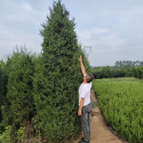 大量苗圃直销河南桧 北京桧小苗多少钱一株 价格表图片