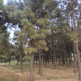 沭阳本地油松苗圃直销 油松小苗图片 油松杯苗规格齐全