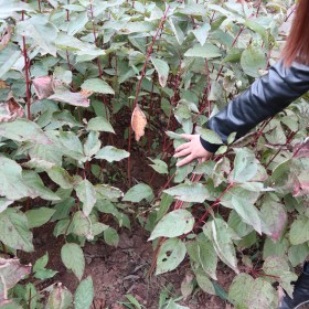 供应红瑞木苗圃直销 红瑞木小苗图片 丛生红瑞木价格表