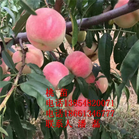 山东水蜜桃树苗；山东水蜜桃树苗新品种；山东水蜜桃树苗价格多少