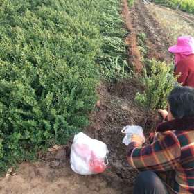 沭阳平枝荀子小苗产地 平枝荀子图片 平枝荀子价格表