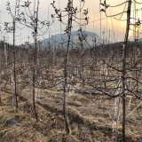 水蜜桃苹果苗价格 华硕苹果树苗哪里出售 苹果树苗多少钱