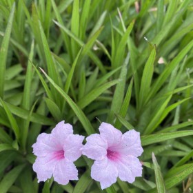 批發(fā)翠花蘆莉 福建翠花蘆莉小苗批發(fā)報(bào)價(jià)