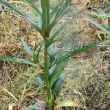 福建翠花蘆莉袋苗 大花蘆莉多少錢一棵