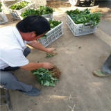 京藏香草莓苗报价,太空草莓苗草莓苗推荐