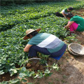 法蘭地草莓苗介紹,四季草莓苗創(chuàng)業(yè)致富