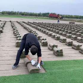 沭阳剪股颖草坪基地 剪股颖草坪多少钱一方 图片