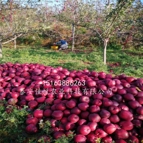 矮化苹果苗 哪里有矮化苹果苗 矮化鲁丽苹果苗多少钱一棵