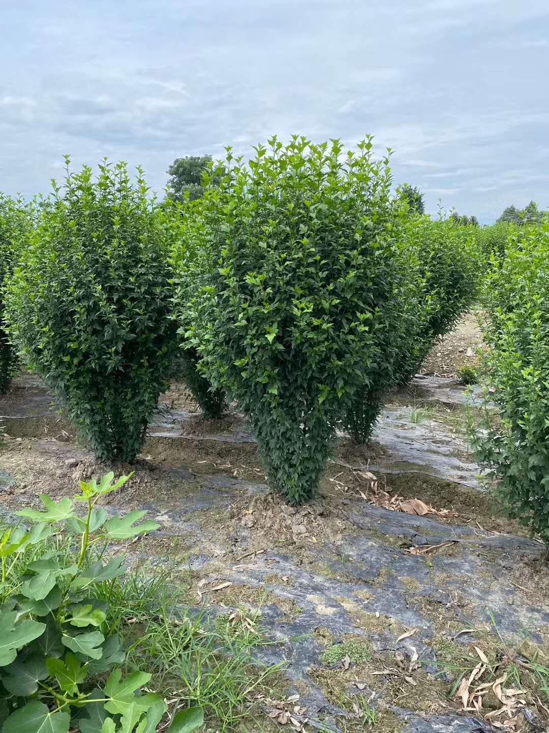 木槿花笼子批发基地 木槿花大量批发