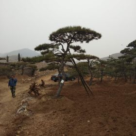 造型油松基地 苗圃直销造型油松图片 造型油松批发价格