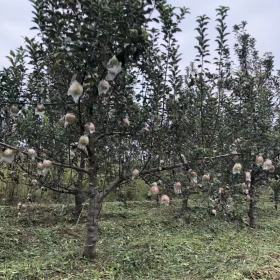 哪有苹果树？苹果树哪里有卖的？山西苹果树产地