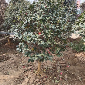 沭阳茶花产地 苗圃直销山茶树  耐冬小苗图片 价格表