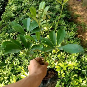 福建鸭脚木基地批发 漳州鸭脚木价格