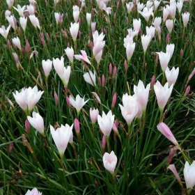 沭阳葱兰产地 白花葱兰小苗图片 红花葱兰价格表