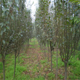 哪里种植西府海棠的多 菏泽西府海棠种植基地