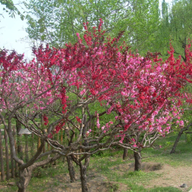 碧桃价格明细  碧桃产地 碧桃批发价格