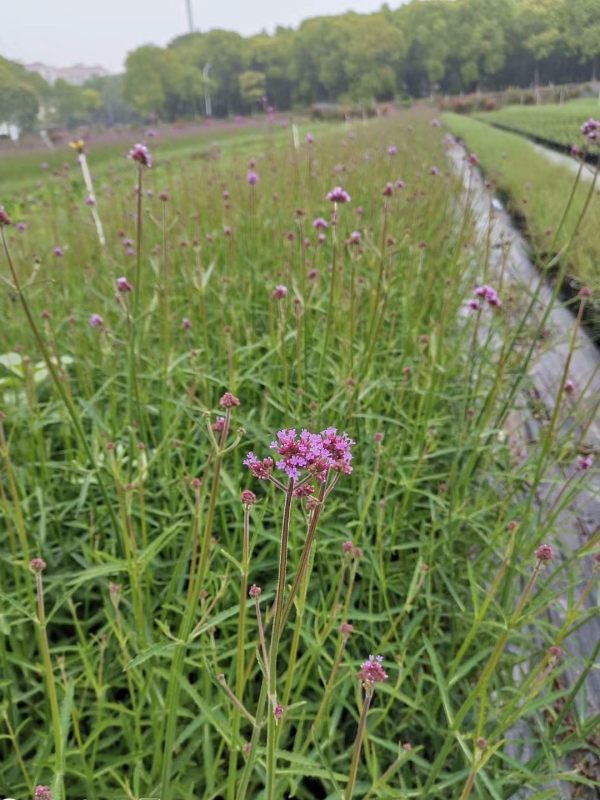 柳叶马鞭