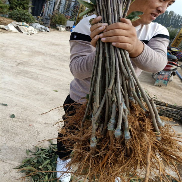 苹果树苗好品种