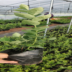 大棚种植什么好 大棚好项目 蓝莓苗种植技术