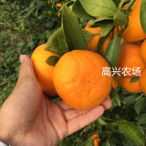 象山晴姬枝條 晴姬優(yōu)質(zhì)苗木