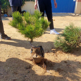 大量供应造型黑松苗