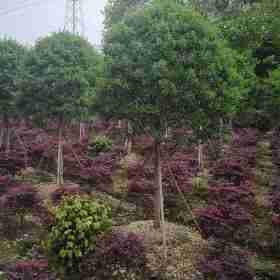 绿化点缀植物 大叶黄杨树 绿化带造景 四川成都苗圃直销