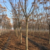 哪里种植栾树的多 菏泽栾树种植基地