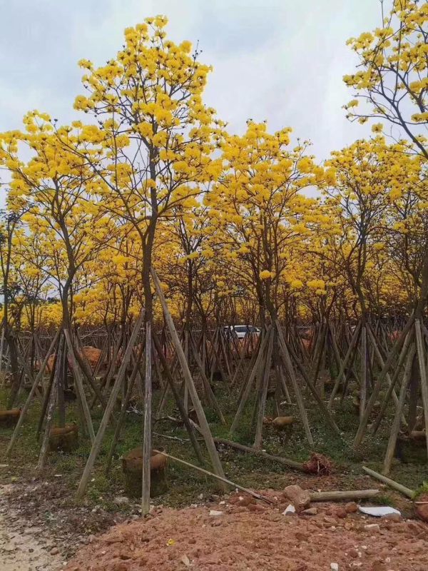 黄花风铃木