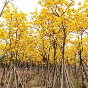 8公分黄花风铃木价格 9公分黄花风铃木多少钱一棵