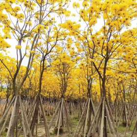 15公分多花风铃木价格 福建多花风铃木苗圃批发