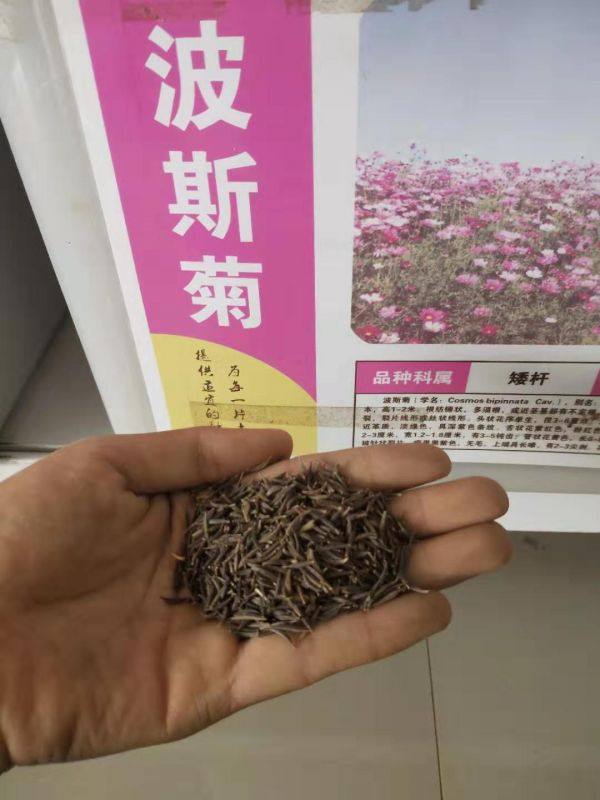 波斯菊種子